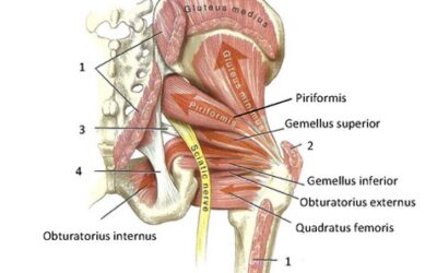 Issues in the Hip Joint